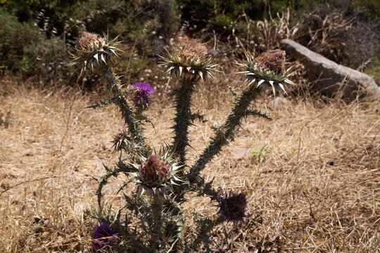 Thistle at Ziros, a village in eastern Crete Island, Greece.
