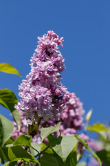 Fototapeta premium The double lilac of the ‘Utro Moskvy’ (Moscow Morning) variety in full bloom. 