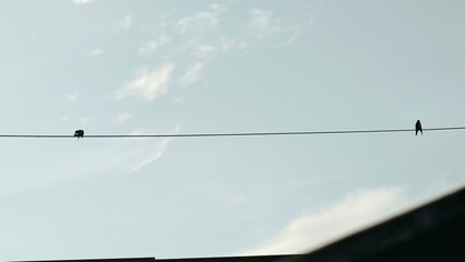 A barn swallow bird perched on a single power line cable against a clear blue sky with copy space. © Fais