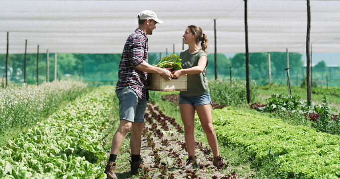 Couple, farming and vegetables for agriculture, help or organic food production in crate. Harvest, man and woman at farm with box for growth, agro and support at garden in countryside or conversation