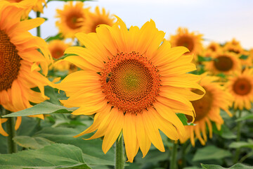 Obraz premium sunflower and bee in the field