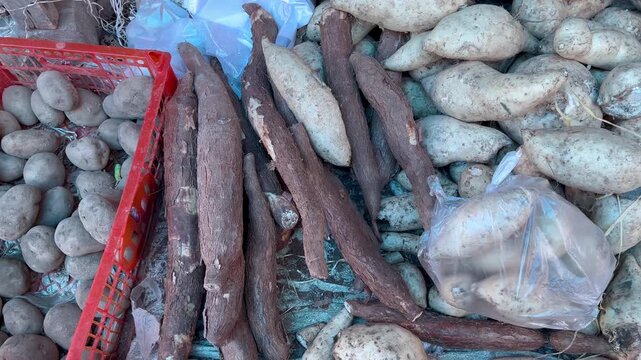 Freshly Harvested Raw Cassava Roots on Local Farmers Market Counter