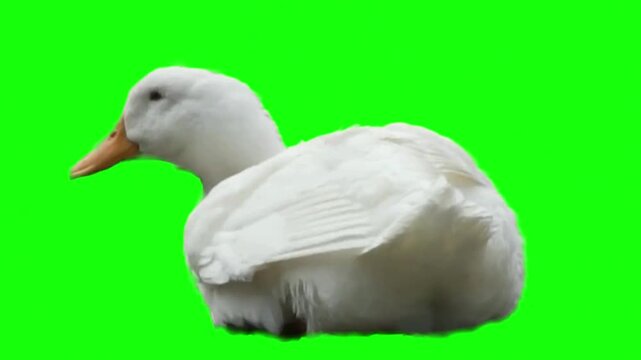 White duck sitting on a green screen background