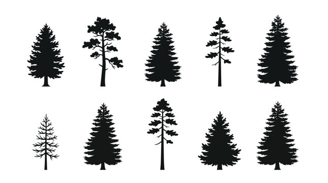 Vector Black Silhouette Evergreen Forest Pine and Fir Tree Set