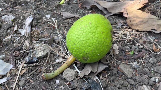 Extreme close up of a single fresh green breadfruit on dry forest ground