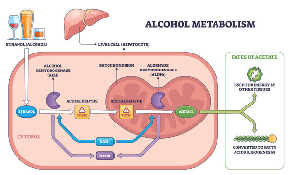 Alcohol metabolism brief pathway shows ethanol converted to acetaldehyde and acetate in a liver cell, key objects, liver, enzymes ADH-ALDH2, mitochondrion. Outline diagram