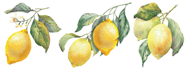 Hand-painted illustration of a lemon fruits with leaves, watercolor isolated clip art. Inspired by the timeless Mediterranean aesthetic of the Amalfi Coast. © JeannaDraw