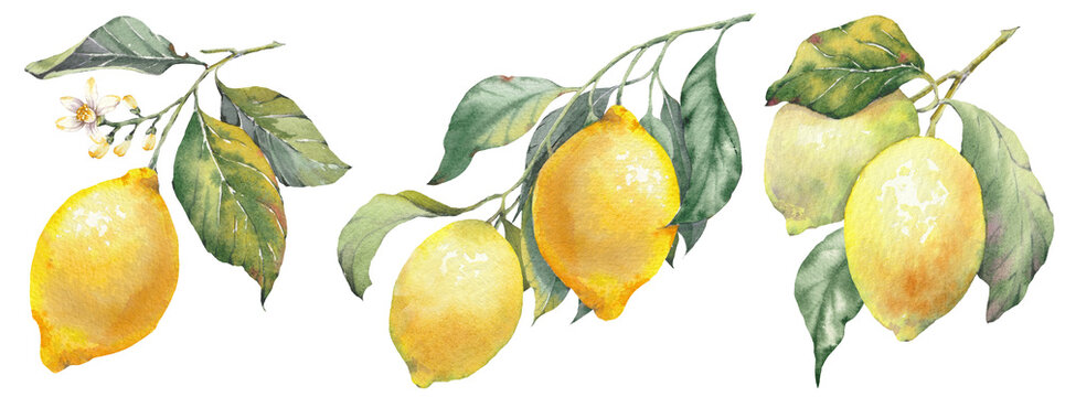 Hand-painted illustration of a lemon fruits with leaves, watercolor isolated clip art. Inspired by the timeless Mediterranean aesthetic of the Amalfi Coast.