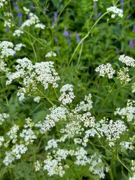 White inflorescences of Anthriscus sylvestris. Vertical