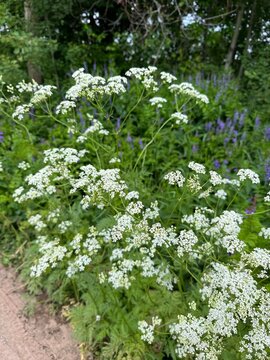 White flowers of Anthriscus sylvestris