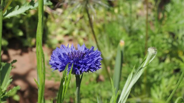 Blue cornflower(Centaurea cyanus) and bud with green background