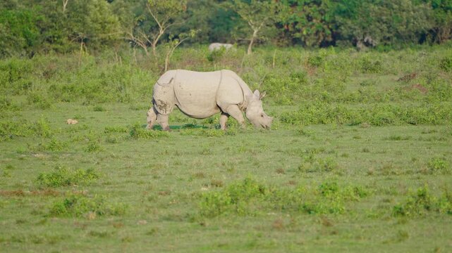 A rare onehorned rhinoceros grazes peacefully in the lush green grasslands of India. Perfect for wildlife documentaries, conservation awareness, and travel storytelling.