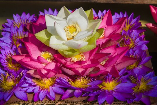Sri Lanka, Kandy, flower offerings, flowers,