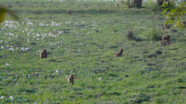 A troop of Rhesus macaque monkeys foraging and playing in a lush green meadow in India. Captured in soft morning light, showing natural wildlife behavior.