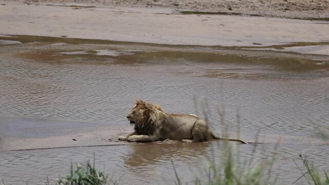 A male African lion with a full mane lies on a sandbar in a shallow river, resting at the water's edge - Masai Mara National Reserve, Kenya | African safari wildlife nature documentary 4K B-roll