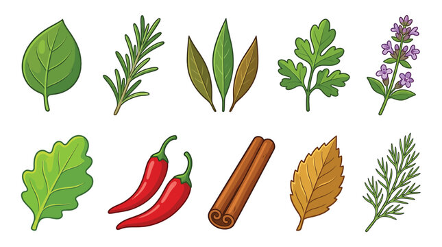 Set of various culinary herbs and spices basil, rosemary, bay leaf, parsley, thyme, lettuce, chili pepper, cinnamon, and dill, cartoon illustration