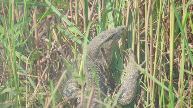A detailed shot of a large monitor lizard camouflaged among green and dry grass in the Indian wilderness. Useful for wildlife documentaries and biodiversity content.