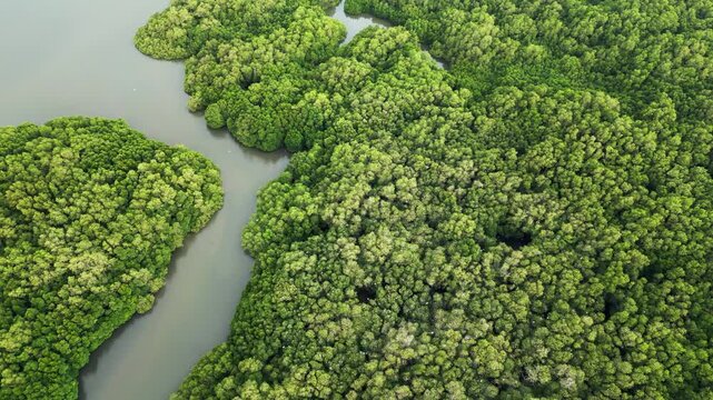 Large colony of white birds covering mangrove treetops above branching tidal channels in tropical wildlife habitat, tilt-up aerial drone footage