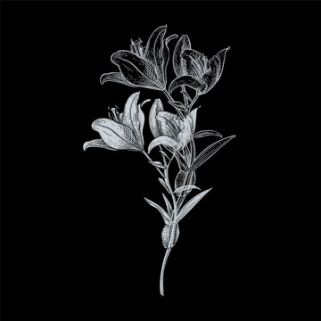 Lily white flower outline vector drawing on black background. Monochrome botanical illustration of lily plant. Elegant floral graphic sketch for design condolence card, sympathy or tattoo art.