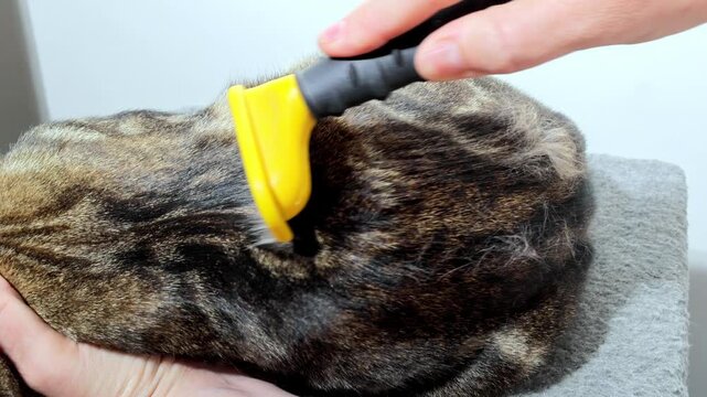 A woman combs the shedding fur of a young, handsome cat with a special comb, impatient cat turns around and plays