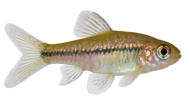 gold fish isolated on white