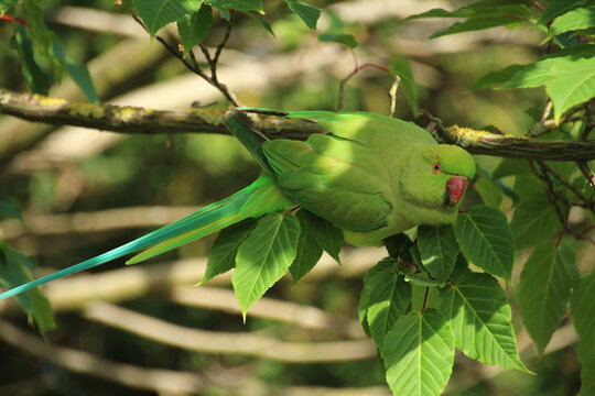 Rose-ringed parakeet in London