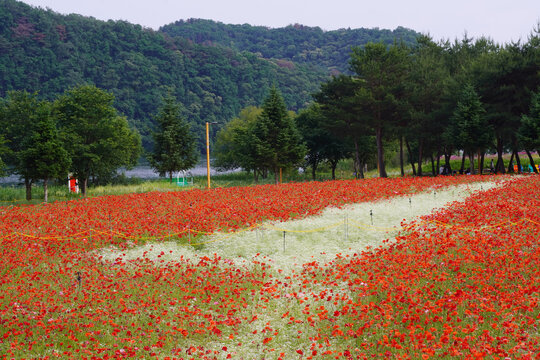 Poppies, fog flowers, and poppies on Jarasum Island in Gapyeong were planted to create a beautiful place