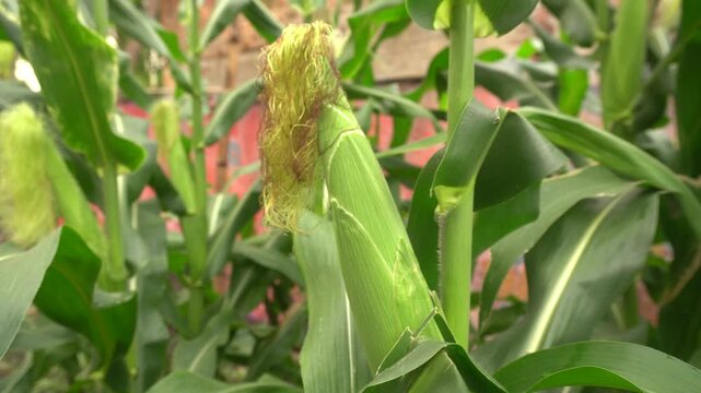 Close-up of Zea mays corn plant with visible silk fibers on the stalk, highlighting natural growth, agricultural detail, and healthy crop development.