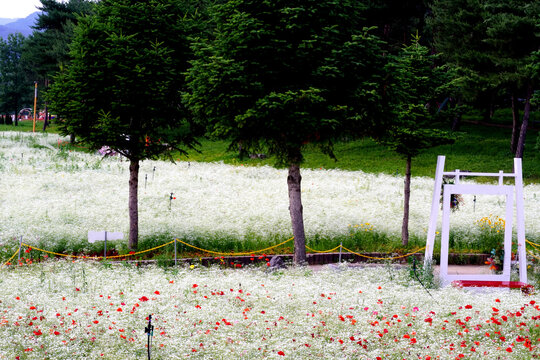 Fog flowers and poppies of Gapyeong Jaraseom Island, and mist flowers and poppies were planted to make a beautiful place