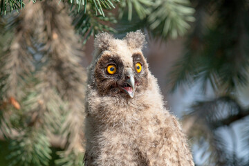 Fototapeta premium great horned owl