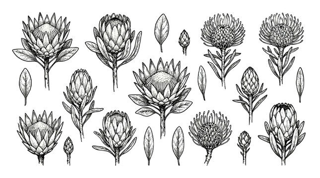 Hand drawn protea flower collection with leaves and buds