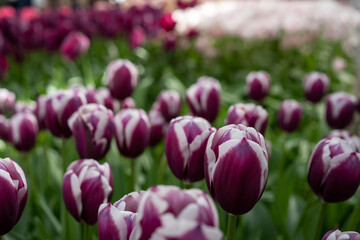 Obraz premium Tulpenfeld