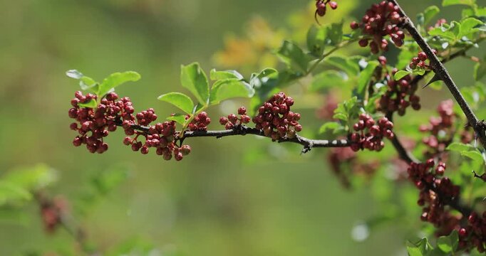 Sichuan Pepper grow on tree