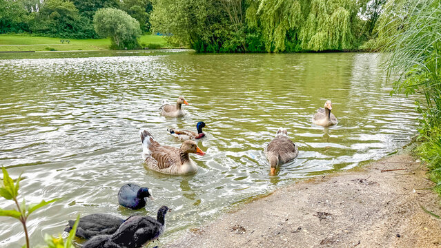 Several greylag geese and a Eurasian coot swimming near the shore of a tranquil park pond.
