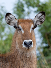 Uganda Waterbuck Defassa Large Antelope © James