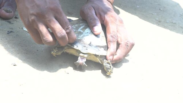 a black turtle or a similar aquatic animal in a container, it's best to describe it neutrally rather than as food, since the species and legal/protection status may be unclear
