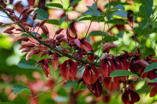 Erythrina crista-galli