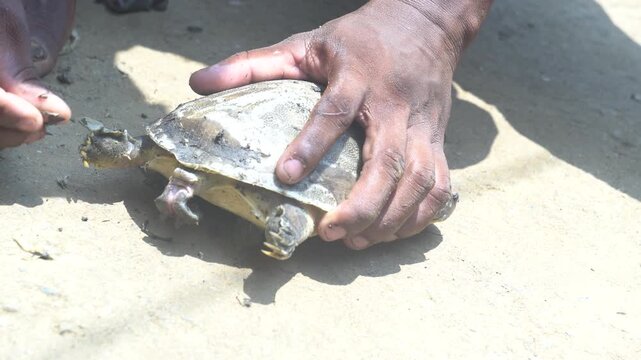 a black turtle or a similar aquatic animal in a container, it's best to describe it neutrally rather than as food, since the species and legal/protection status may be unclear