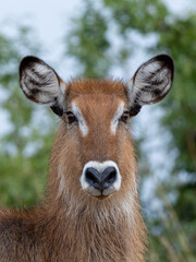Uganda Waterbuck Defassa Large Antelope © James