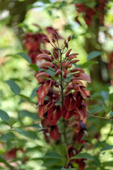 Fototapeta premium Erythrina crista-galli