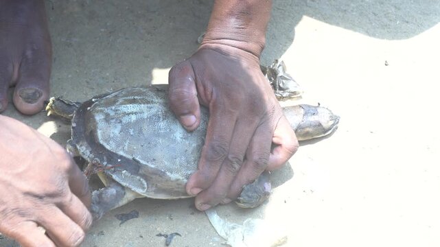a black turtle or a similar aquatic animal in a container, it's best to describe it neutrally rather than as food, since the species and legal/protection status may be unclear