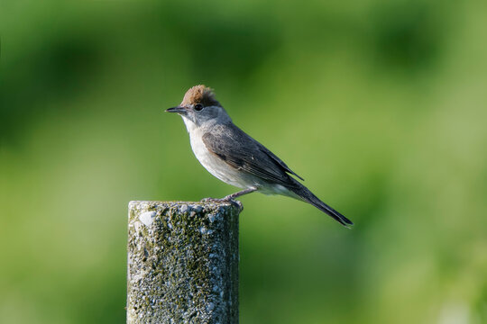 Eurasian blackcap (Sylvia atricapilla) perched on a vineyard post.