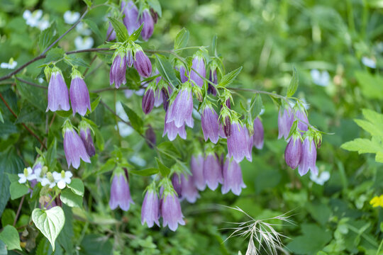 Campanule ponctu&eacute;e