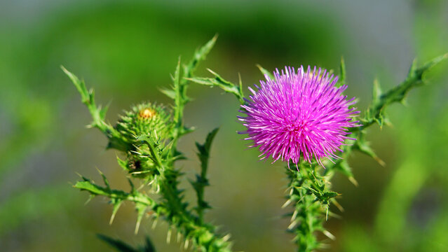 The beautiful pink flower of Carduus acanthoides, highly prized in some cultures as a medicinal plant.