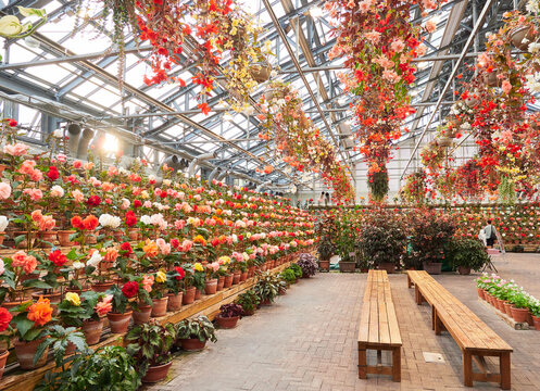 観光名所なばなの里の温室にある満開のベゴニアの花のカーテン