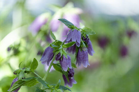 Campanule ponctu&eacute;e