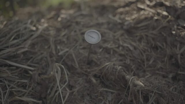 Close-up of a compost pile with a temperature gauge inserted into organic material, monitoring heat generated during the decomposition process. Ideal for sustainable agriculture, organic farming, soil