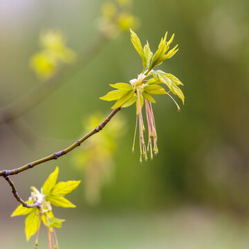 Acer negundo (familia Aceraceae) blooms in spring season. Pollen from flowering trees. Allergy to tree pollen.