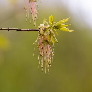 Acer negundo (familia Aceraceae) blooms in spring season. Pollen from flowering trees. Allergy to tree pollen.