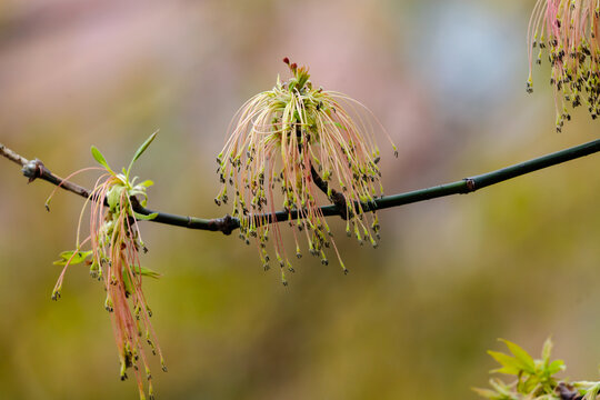 Acer negundo (familia Aceraceae) is blooms in the spring season. Spring natural background